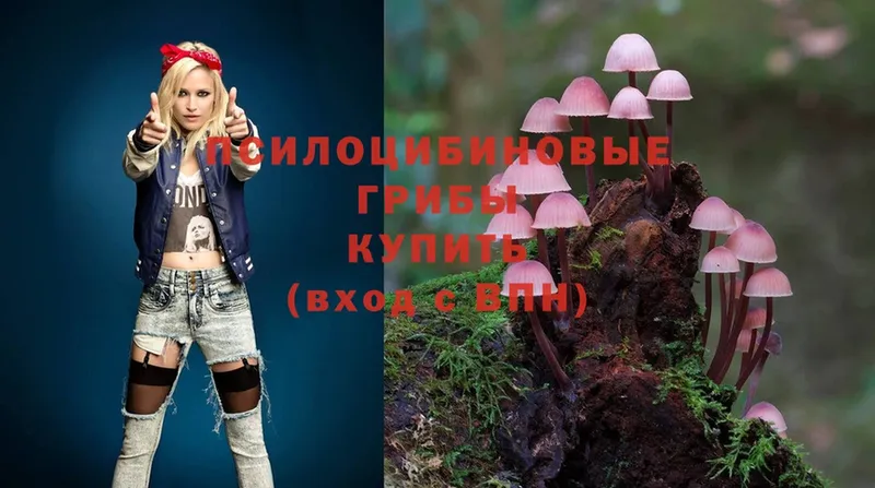 Галлюциногенные грибы Psilocybe  что такое   Макушино 